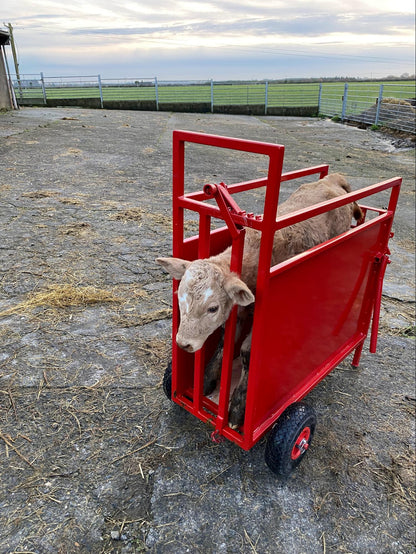 The Calf Compartment