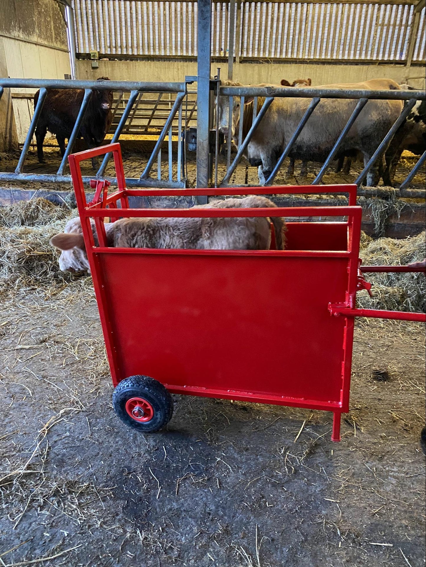 The Calf Compartment